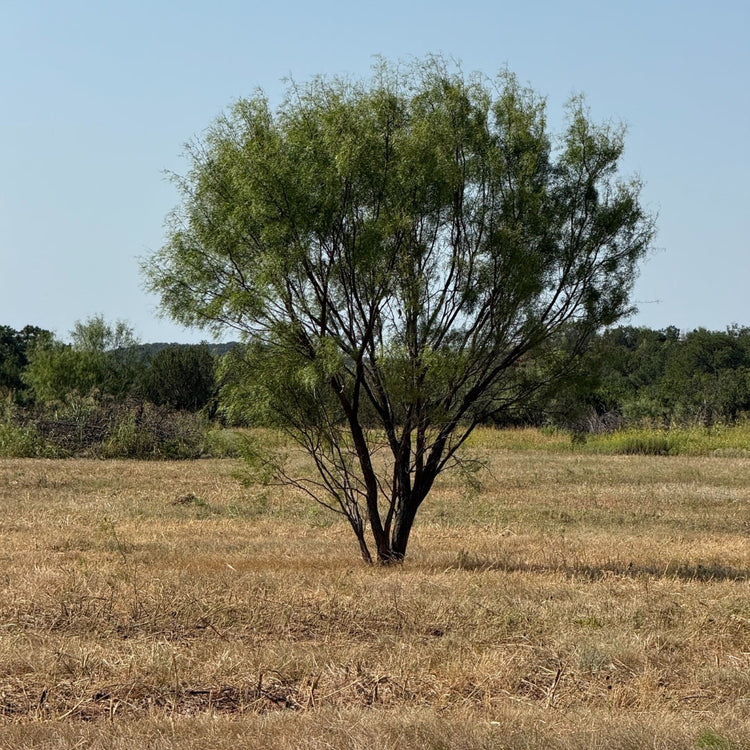 Beef Belief #5 | In Mesquite We Trust